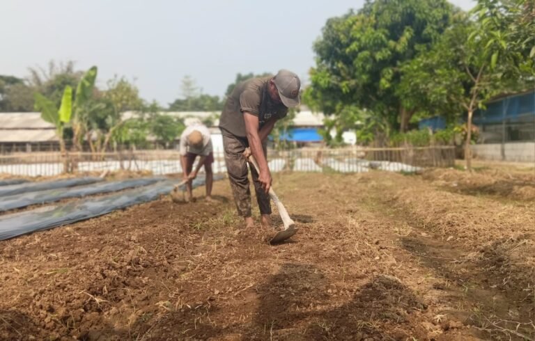 Kompi Produksi Kodim 0604/Karawang Serap 41 Tenaga Kerja Warga, Ketahanan Pangan Sekaligus Buka Lapangan Kerja   