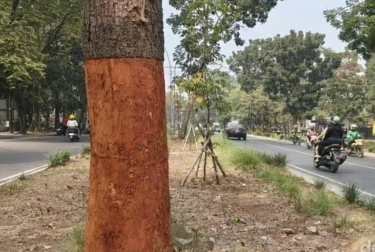 Rusak Pohon Demi Bisnis, Pemkot Bandung Ancam Tinjau Ulang Izin Usaha