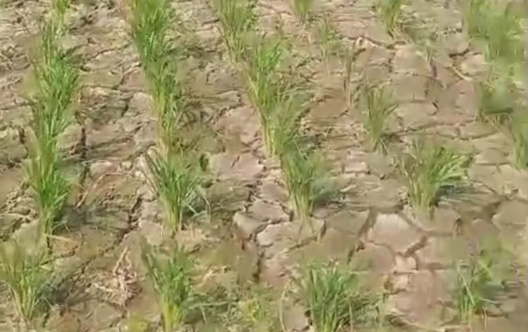 Kekeringan Melanda, 250 Hektare Sawah di Jayamulya Cibuaya Terancam Gagal Panen